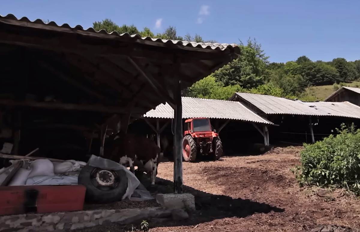 Nemanja Popovic (5).png