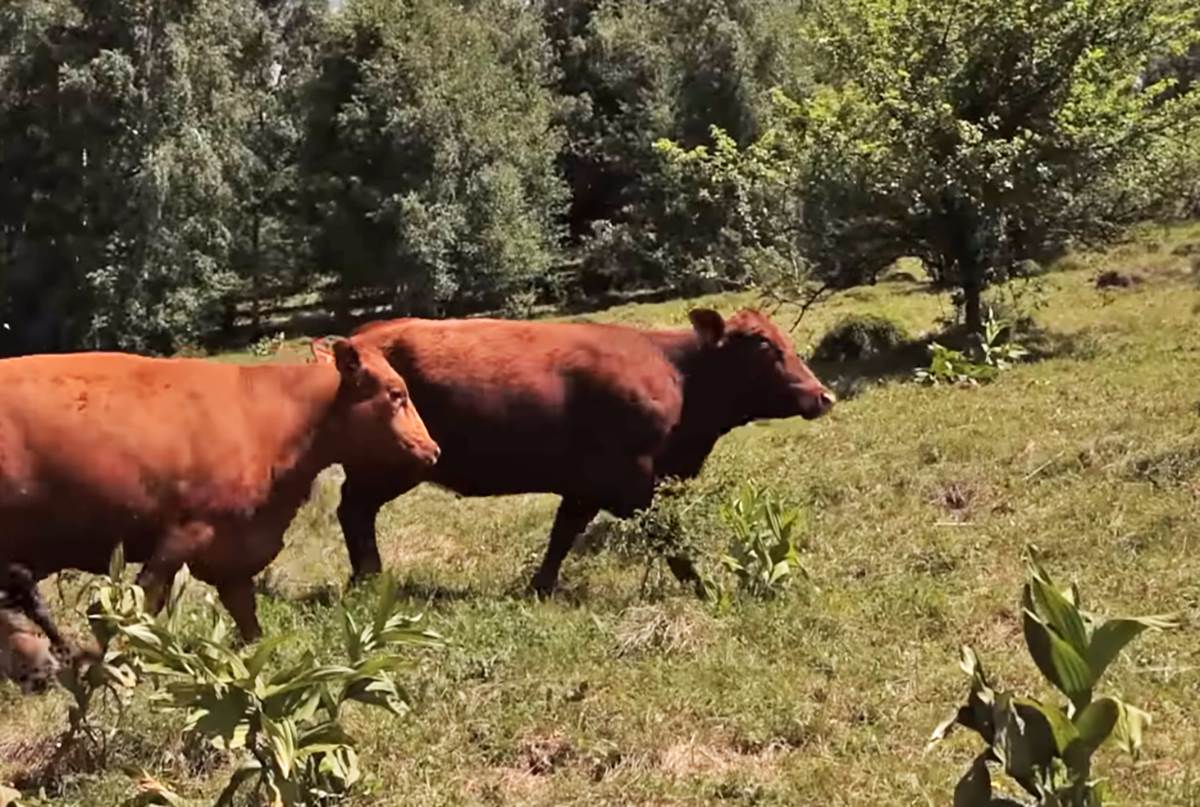 Nemanja Popovic (7).png