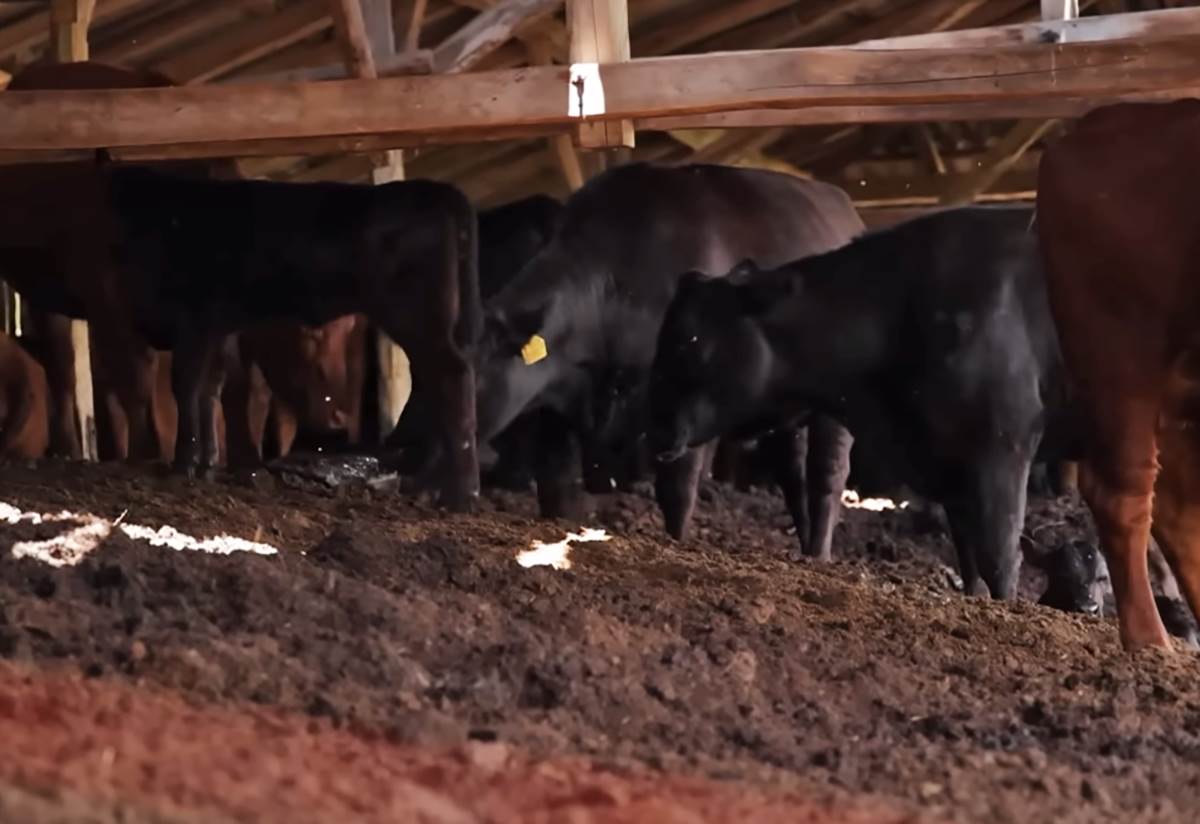 Nemanja Popovic (9).png