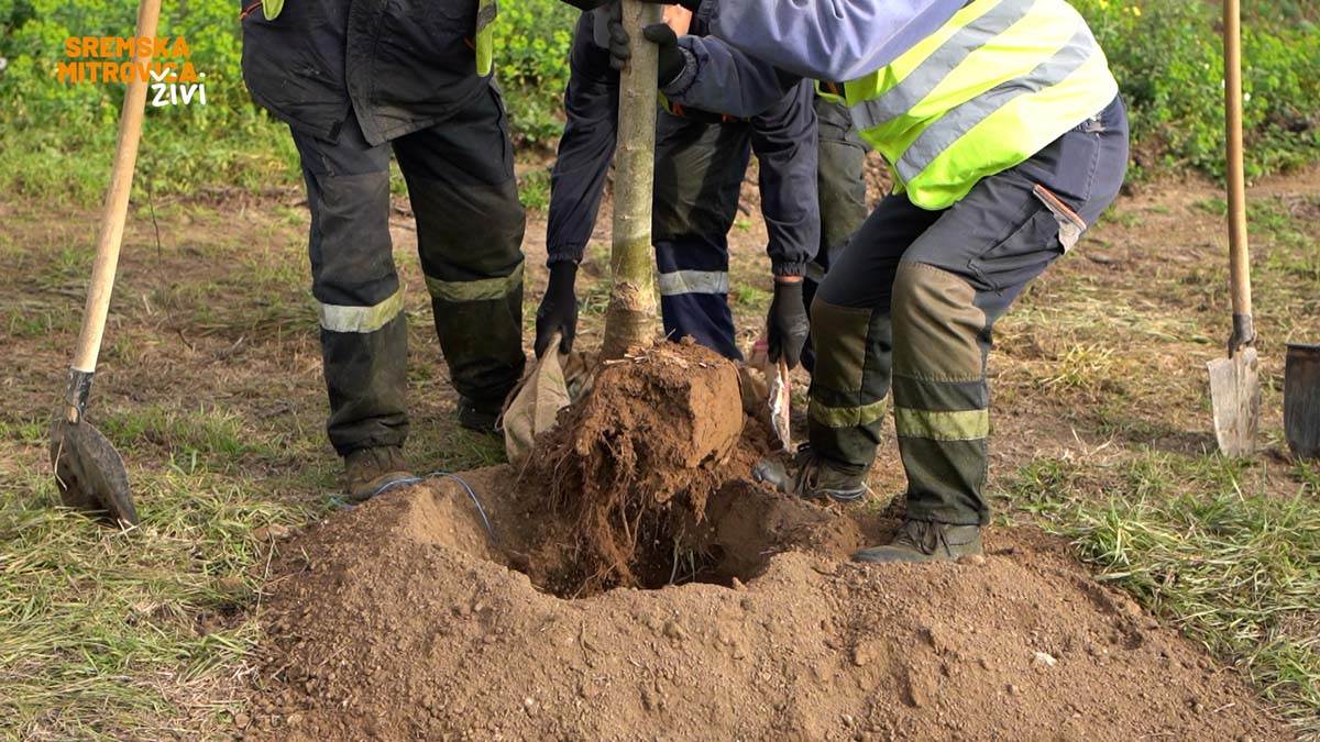 - 16x9.00_00_38_00.Still036.jpg