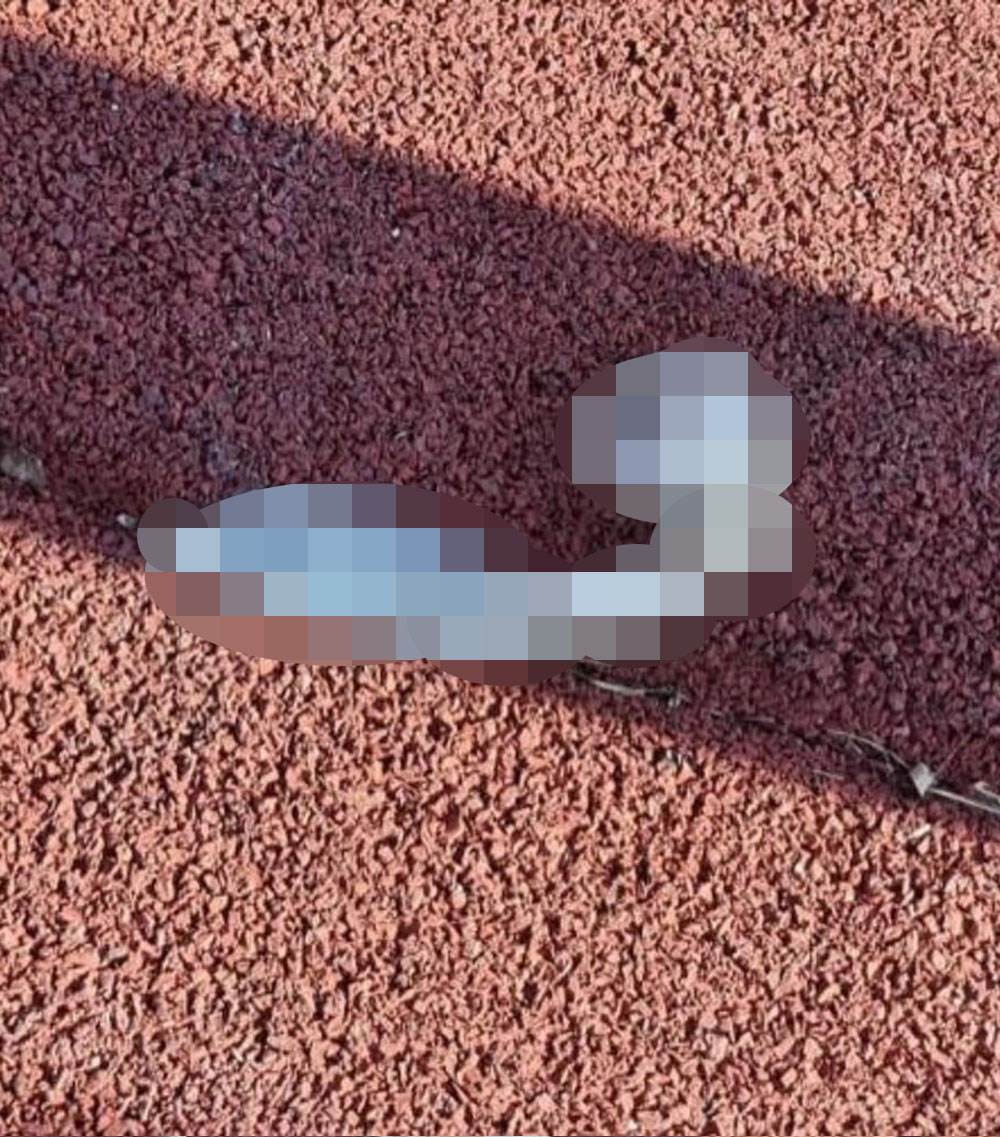 MONDO u parku đubre 2.jpg