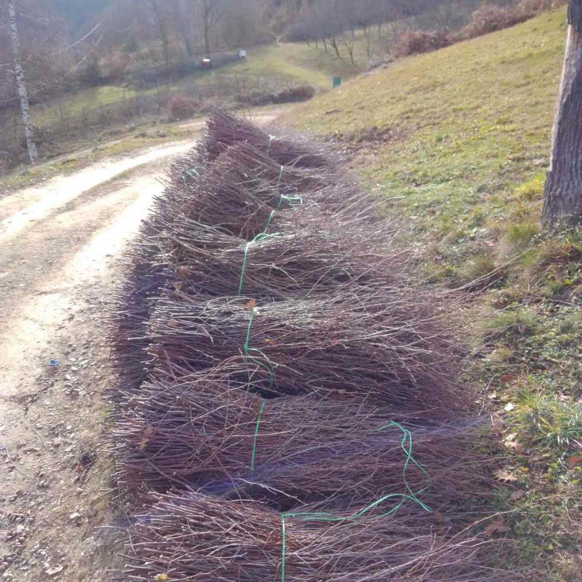 Prijepolje Njegoš  (5).jpg