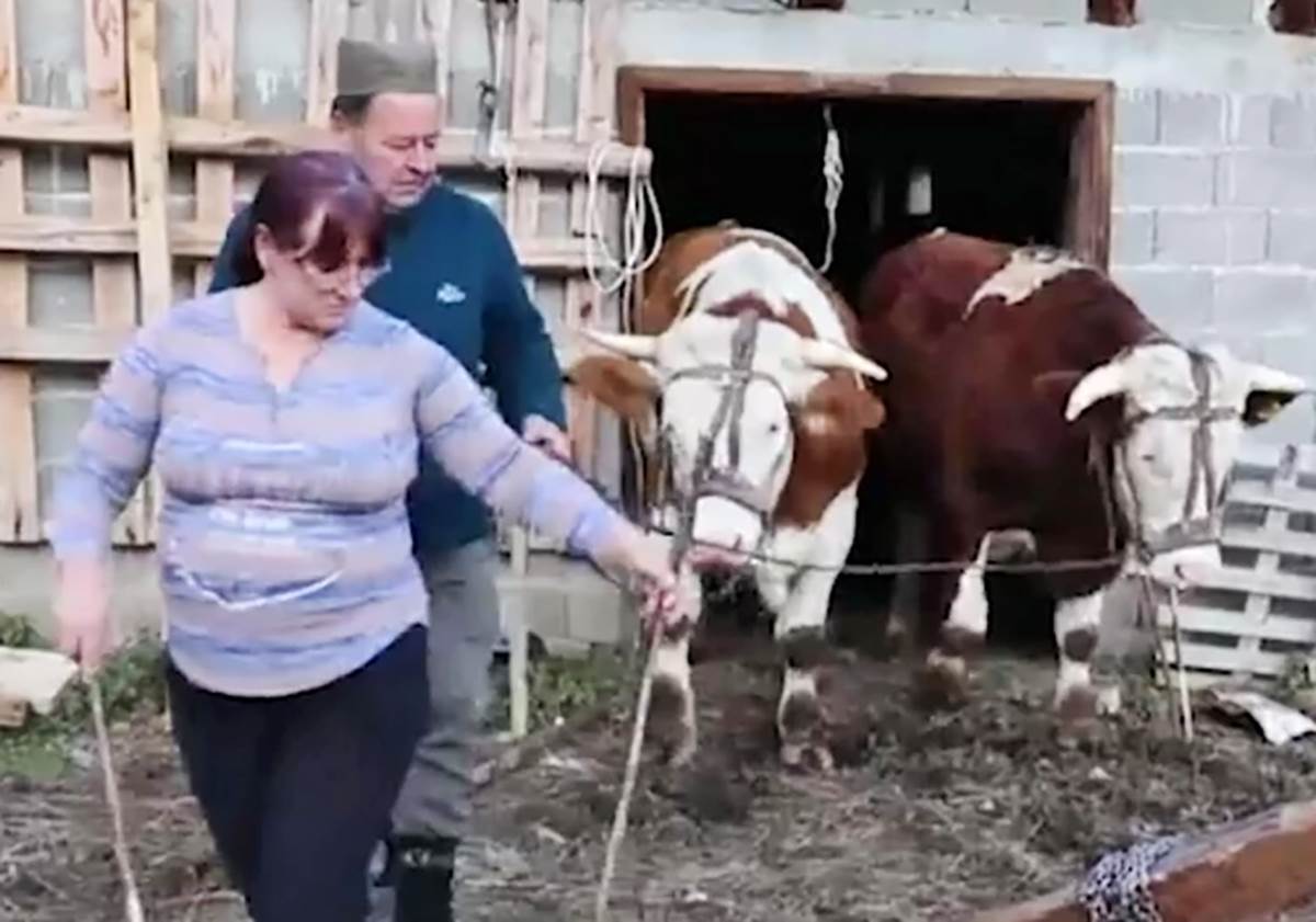 Raško gorštak (1).jpg