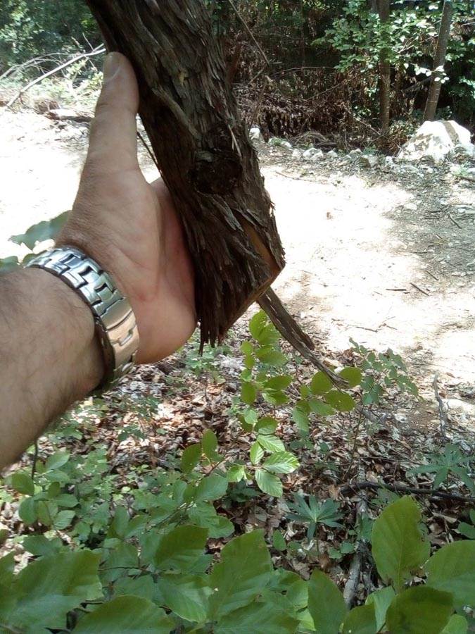 Vinova loza  (4).jpg