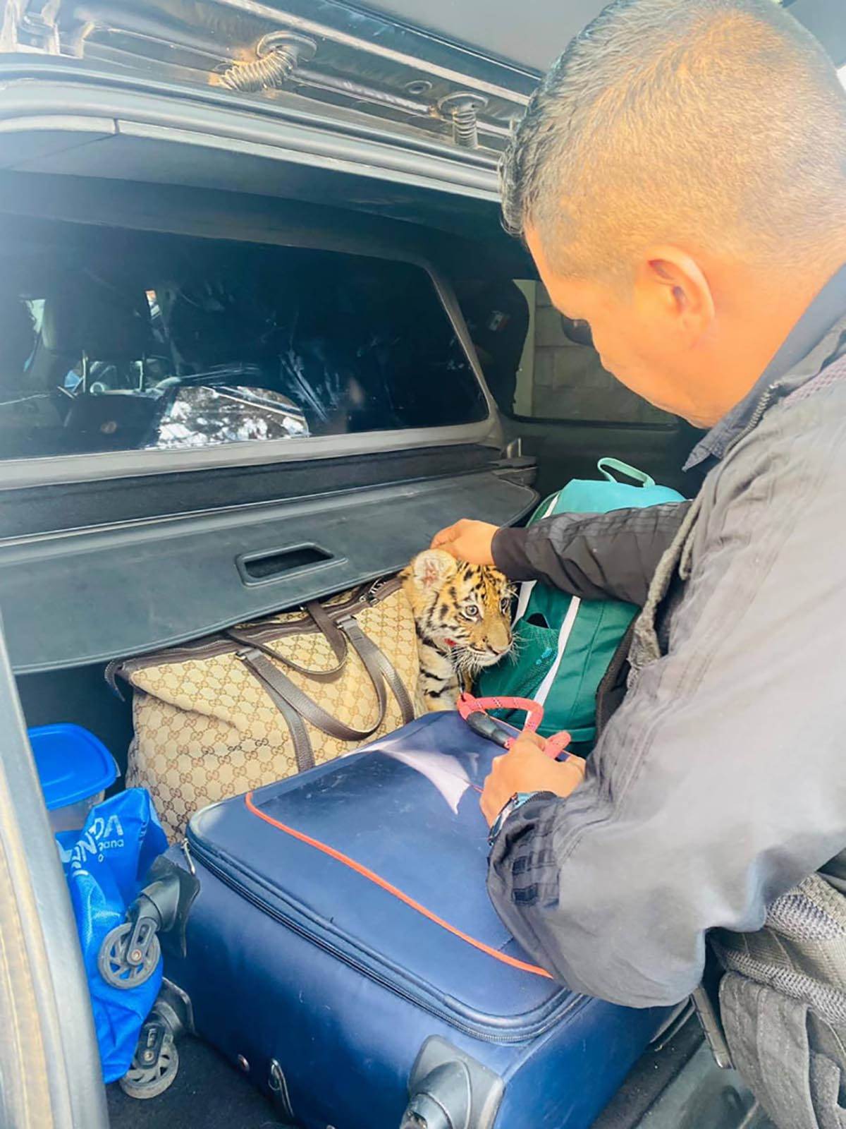 tigar policija 2.jpg