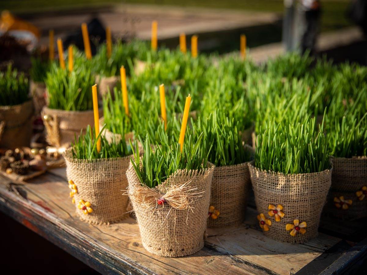 Cene ribe i badnjaka na pijacama