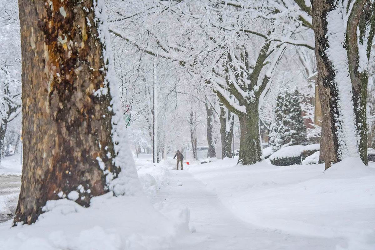 Micigen Sneg (1).jpg