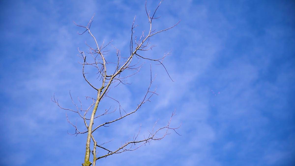 Subotica živi 8.jpg