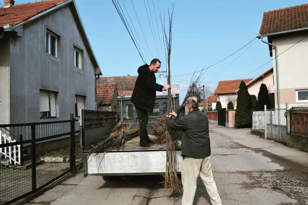 Grad Sremska Mitrovica 3.jpg