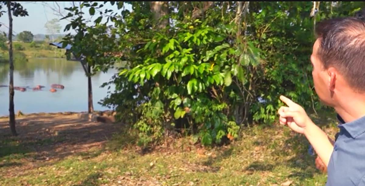 Kokainski nilski konji Pabla Eskobara