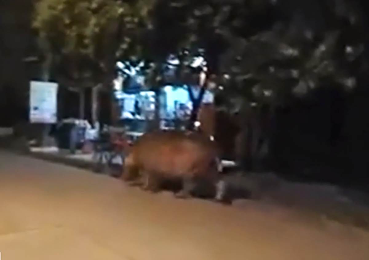 Kokainski nilski konji Pabla Eskobara