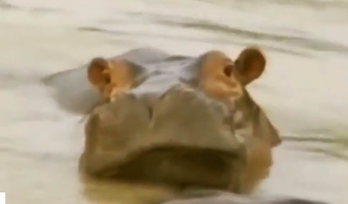 Kokainski nilski konji Pabla Eskobara