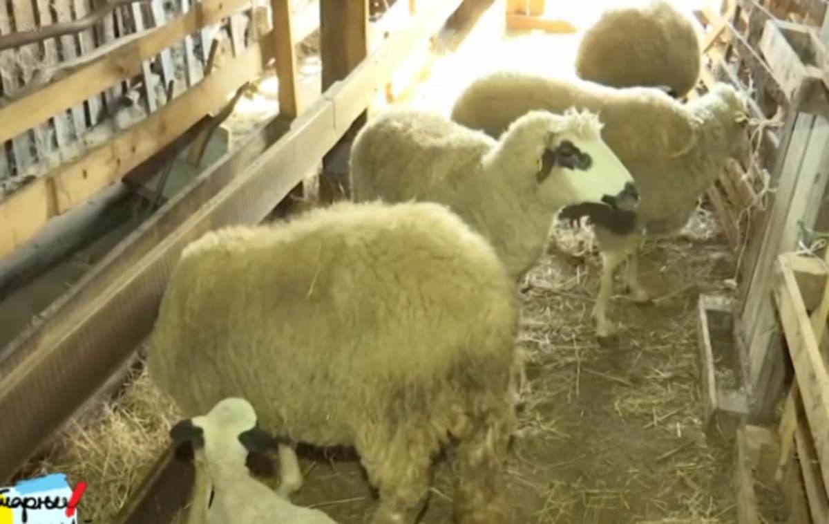 Marija iz Bogutovca ima šestoro dece