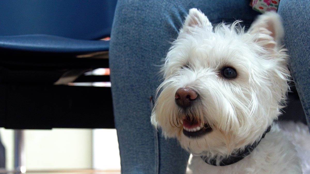 Subotica živi 1.jpg