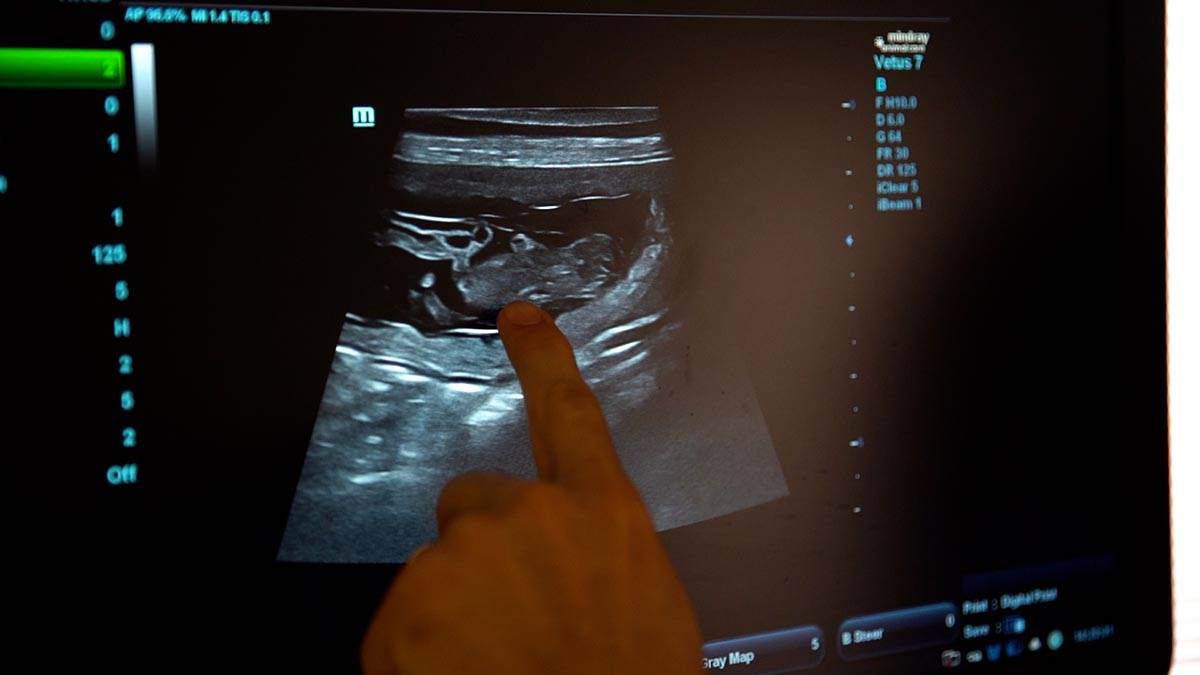 Subotica živi 7.jpg