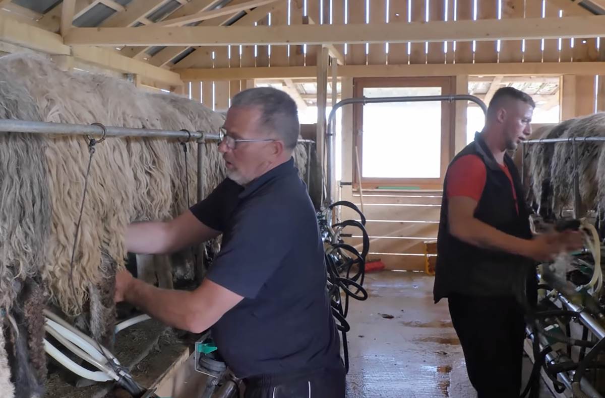 Najplaćeniji pastir (8).png