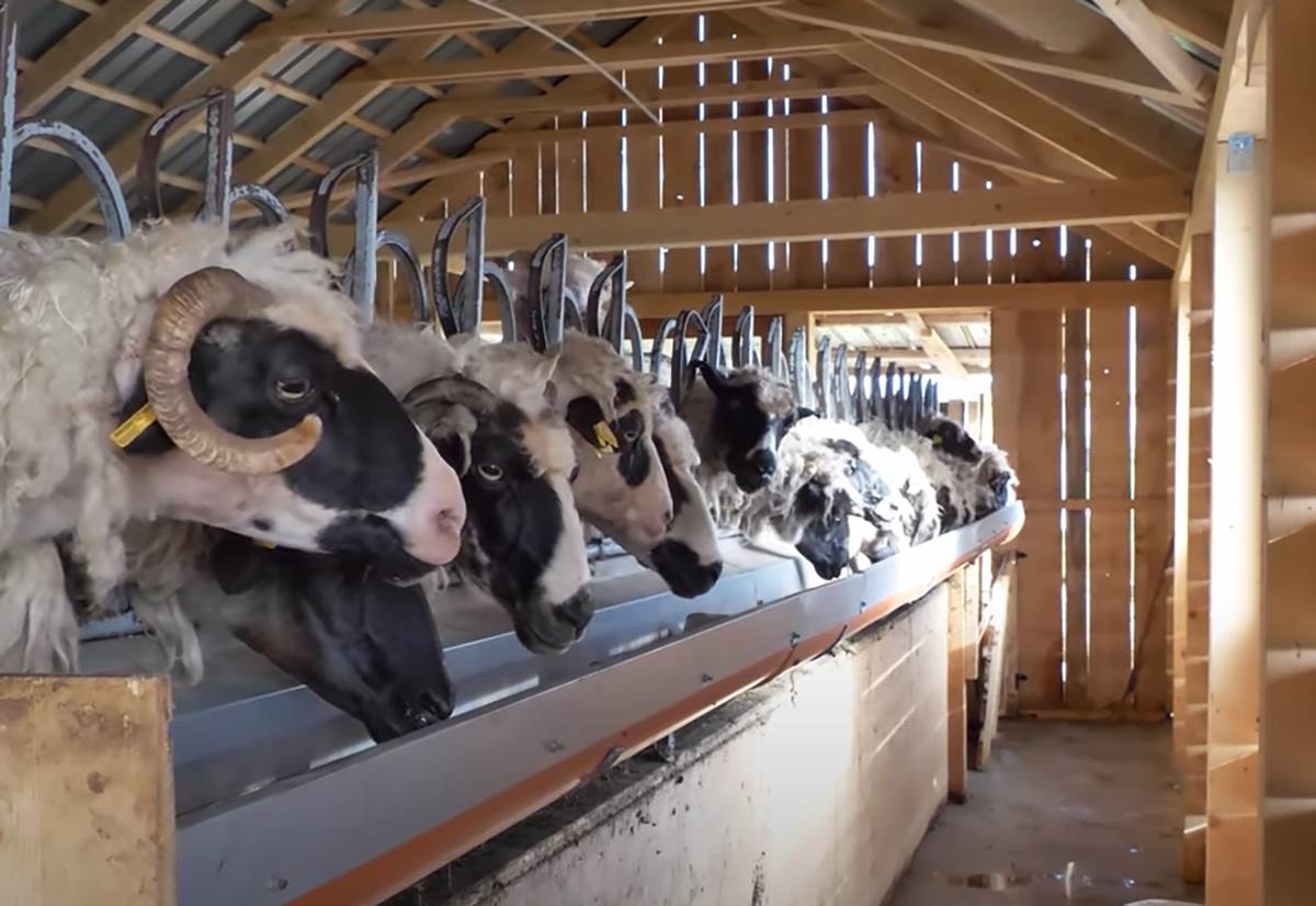 Najplaćeniji pastir (9).png