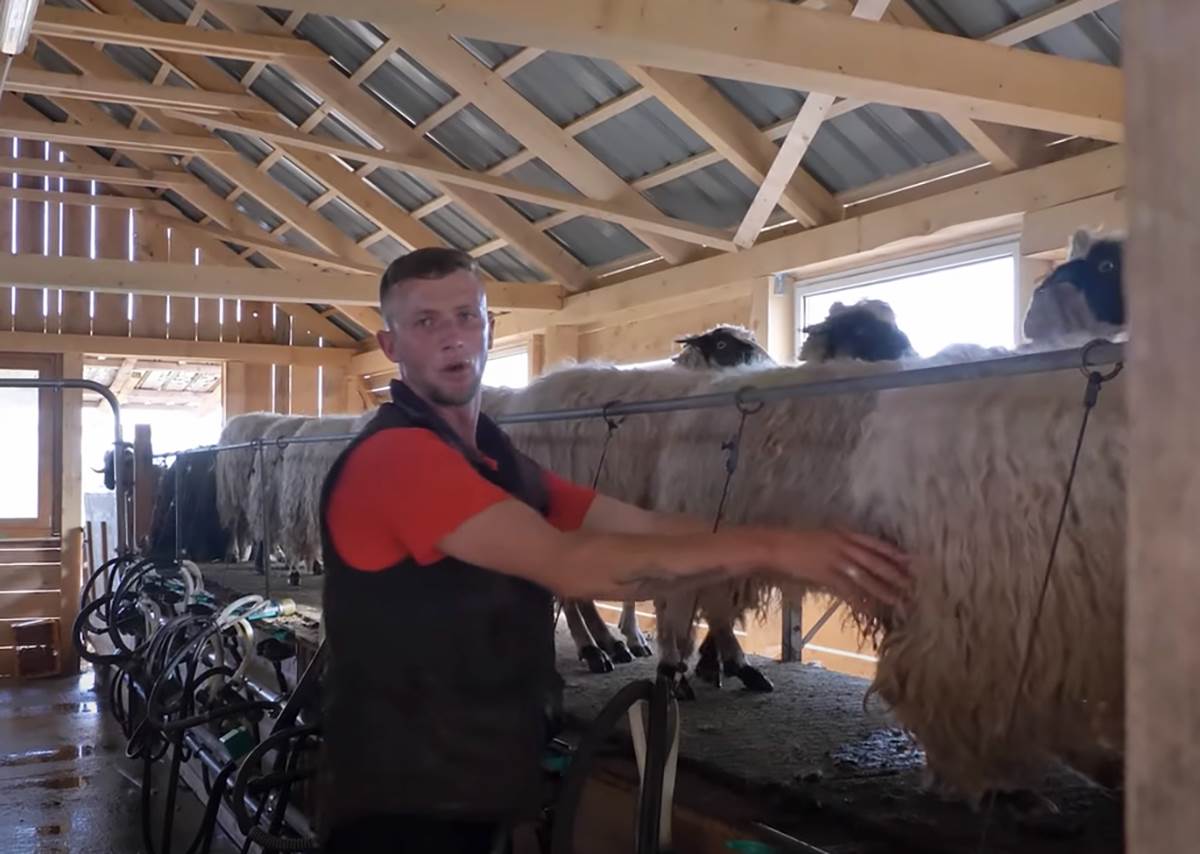 Najplaćeniji pastir (11).png