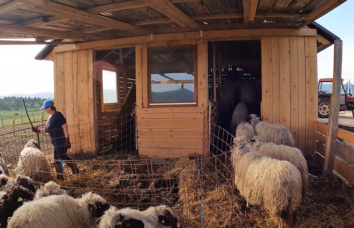 Najplaćeniji pastir (12).png