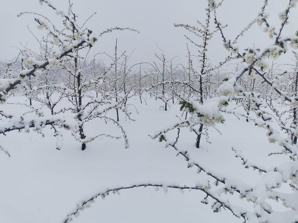 Uništen ros šljiva (2).jpg