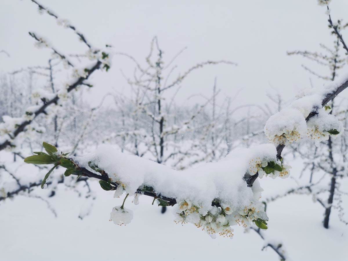 Uništen ros šljiva (4).jpg