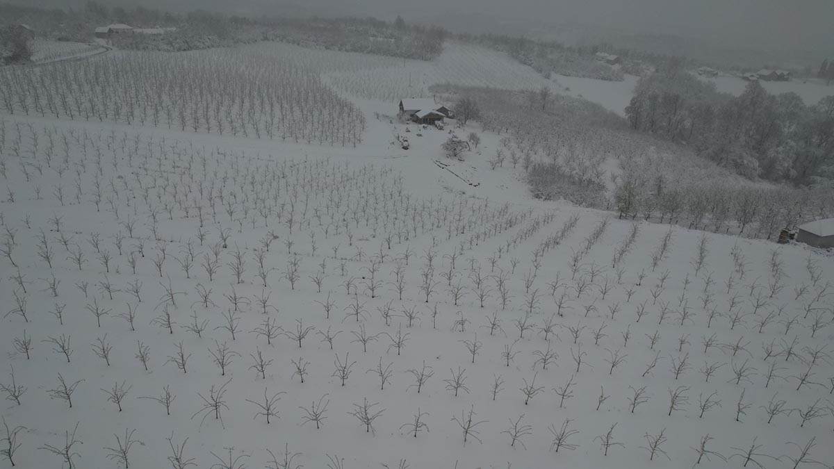 Uništen ros šljiva (1).jpg