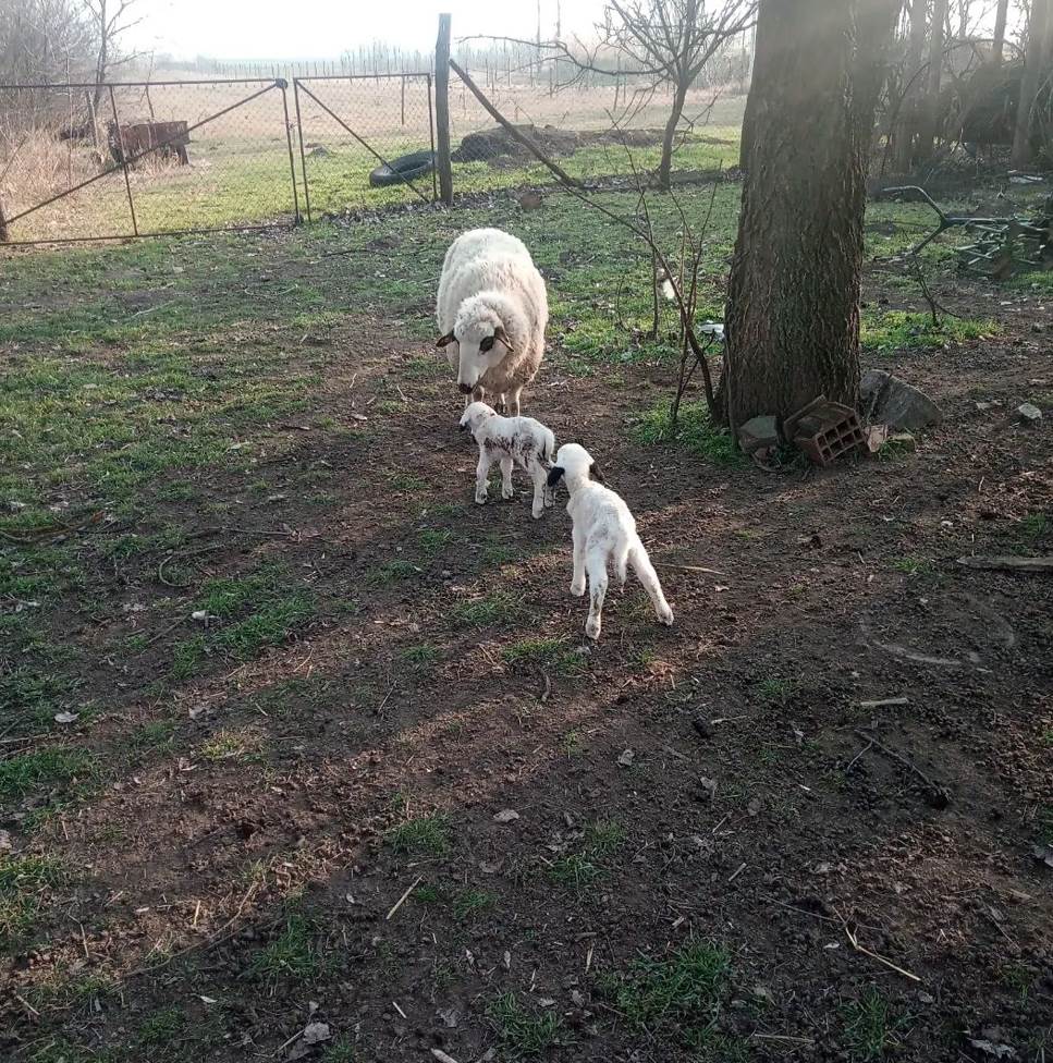 Filip Danojlić (6).png