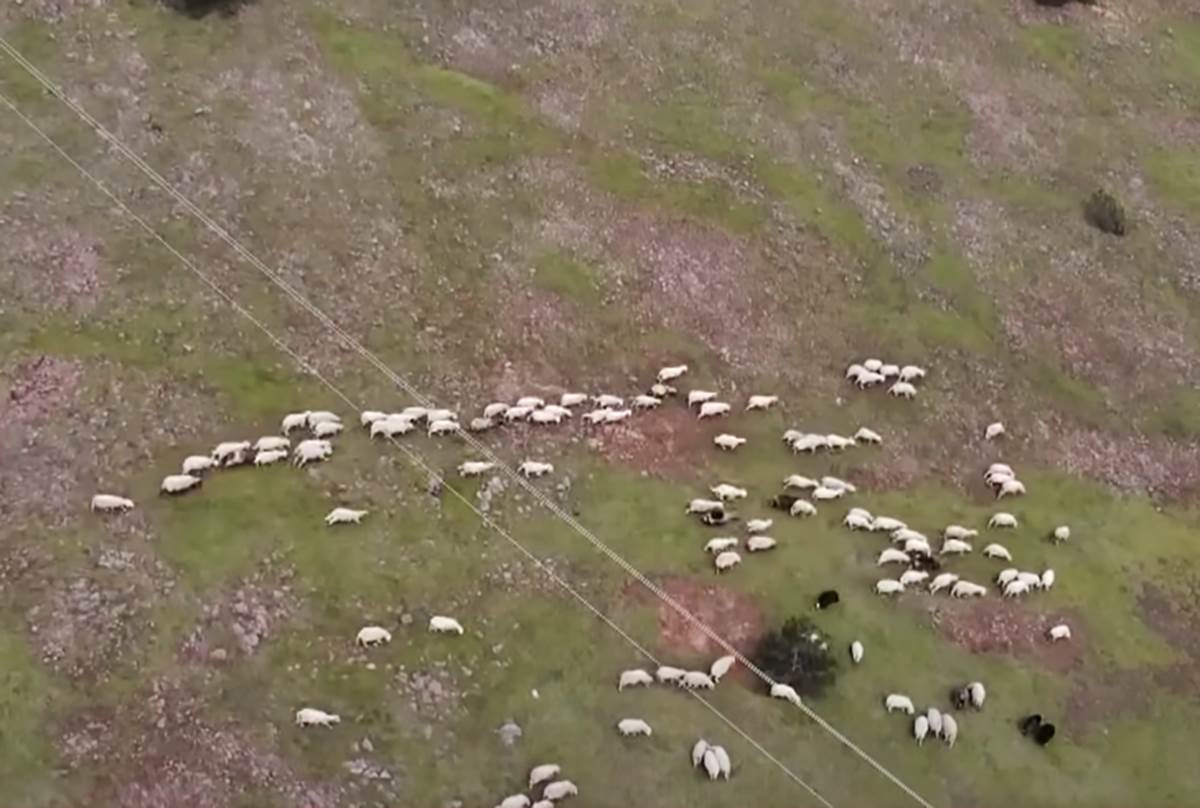 Čobanin Zlatibor (8).png