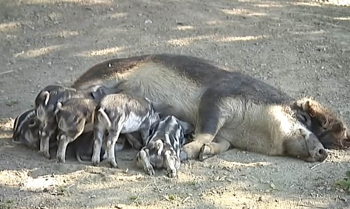 Vid Luković sa porodicom živi na Goliji
