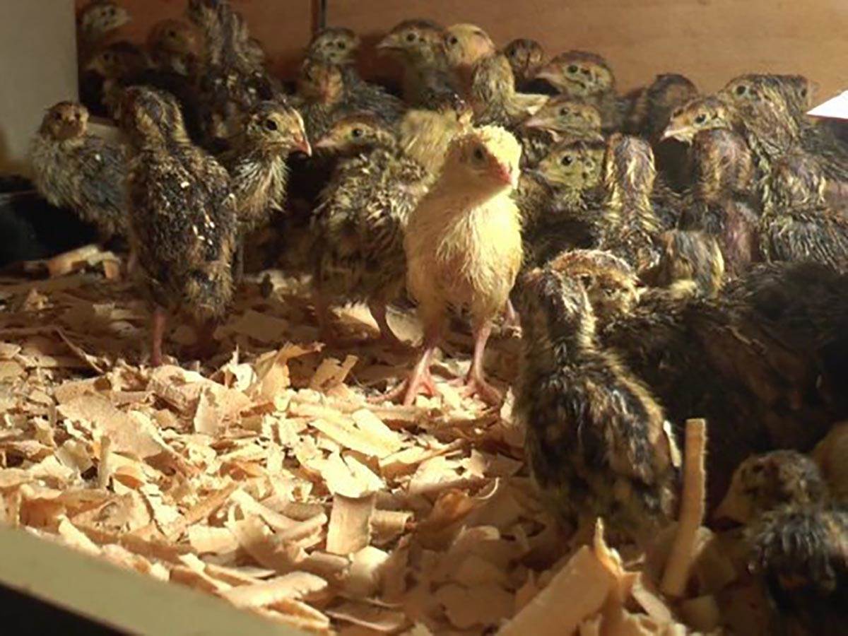 farmer Nikola (1).jpg