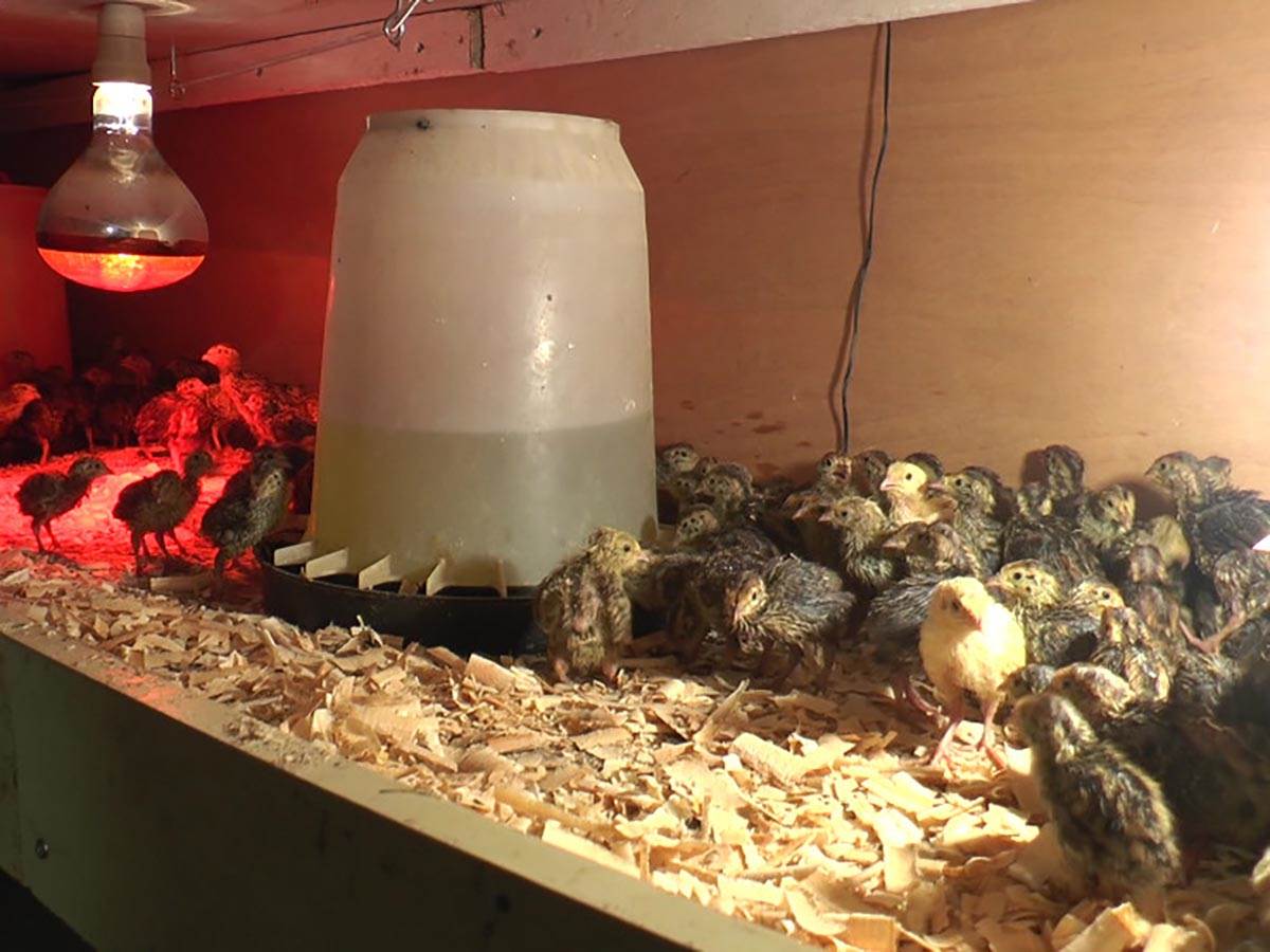 farmer Nikola (2).jpg