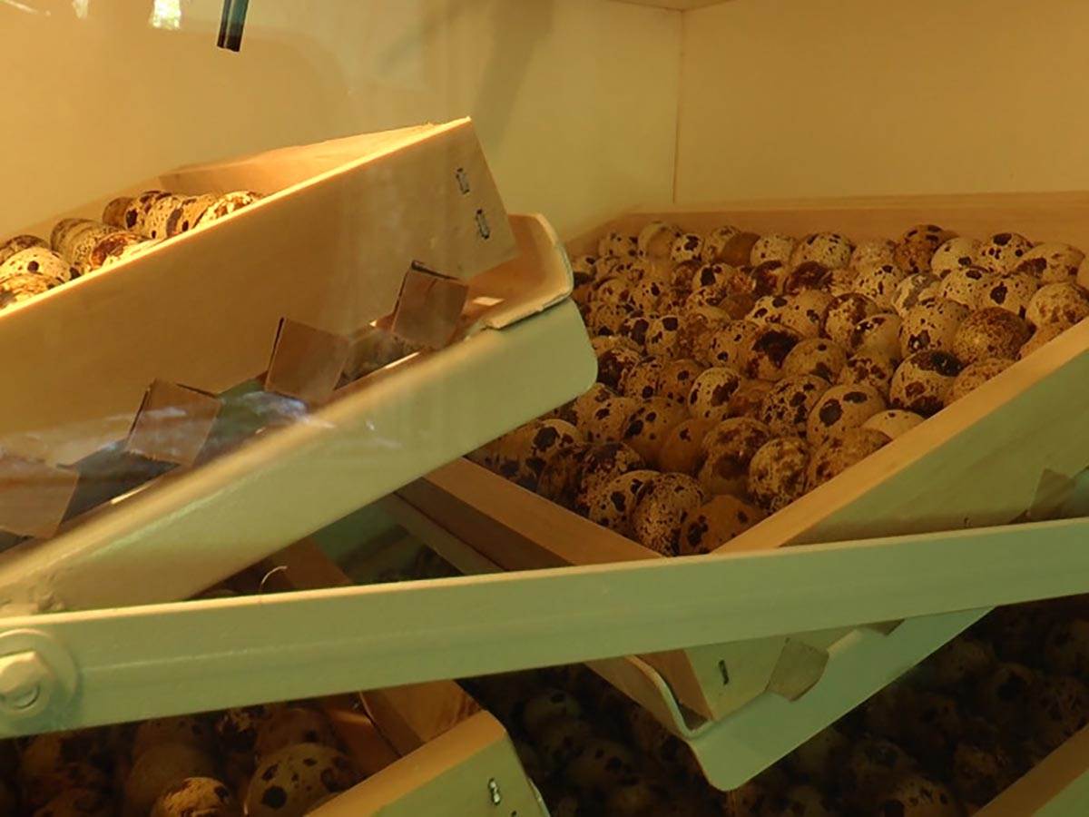 farmer Nikola (3).jpg