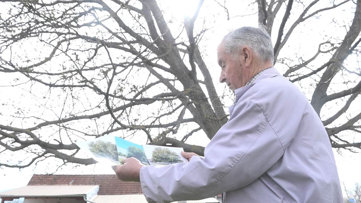 Najveći orah na Balkanu (3).jpg