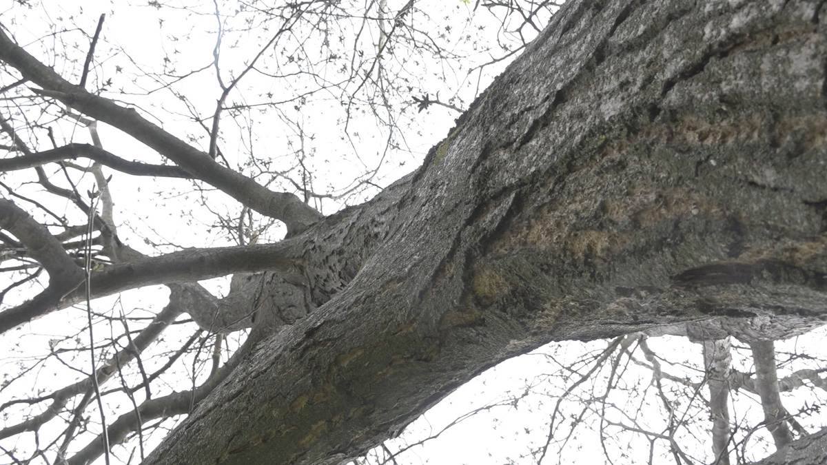 Najveći orah na Balkanu (4).jpg