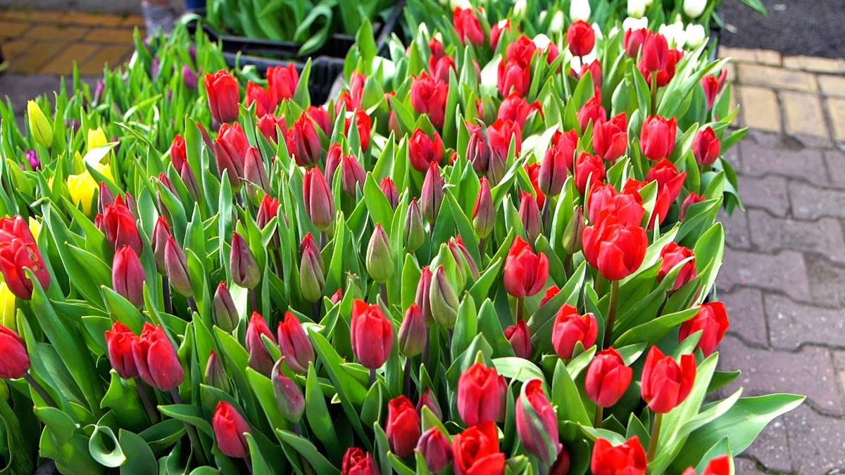 Subotica živi 3.jpg