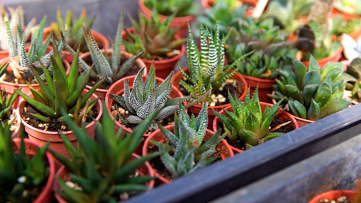 Subotica živi 6.jpg