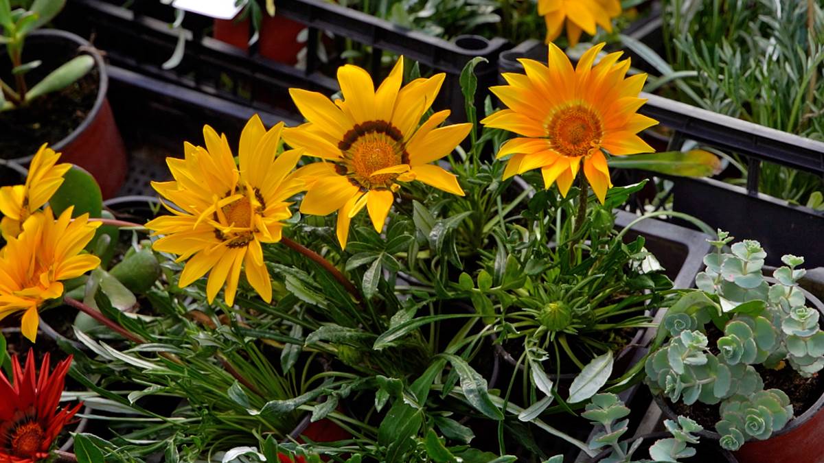 Subotica živi 7.jpg