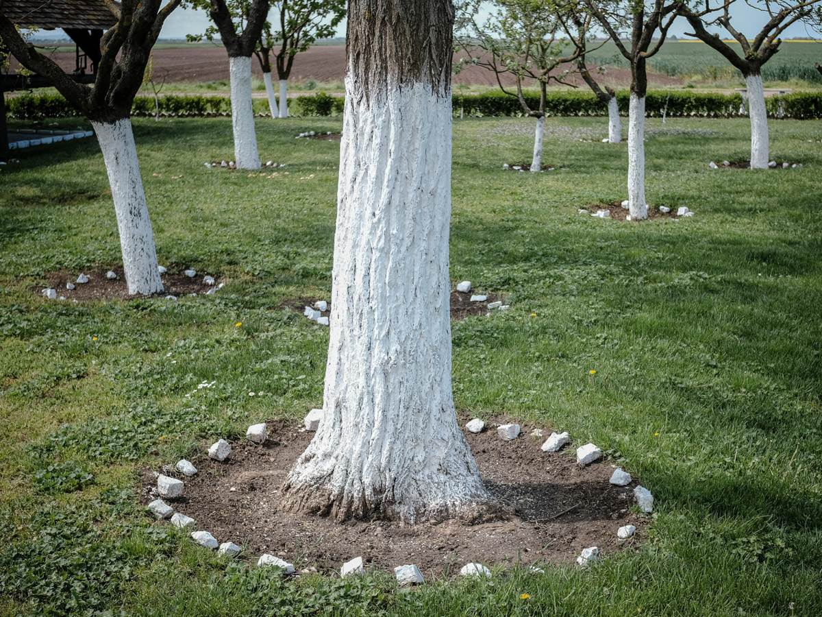 Dejan iz Zemlje živih počeo je da se kocka sa samo 11 godina