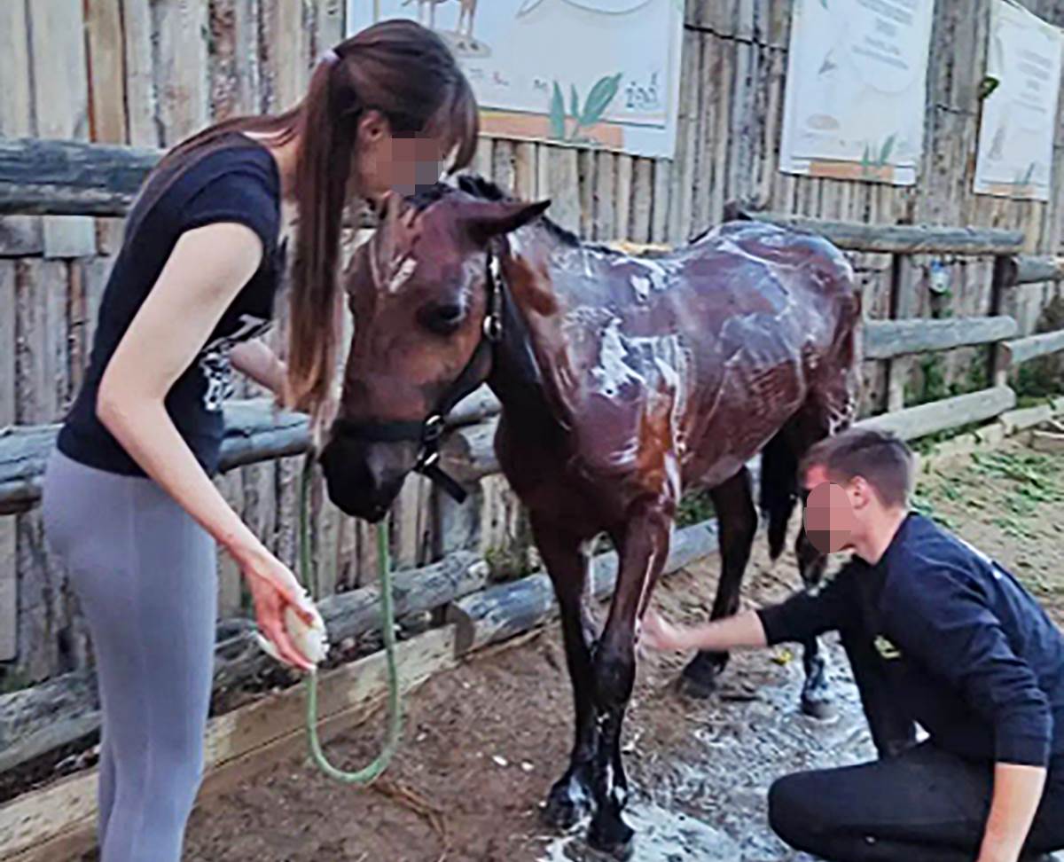 Čekićem udarao konja (5).png