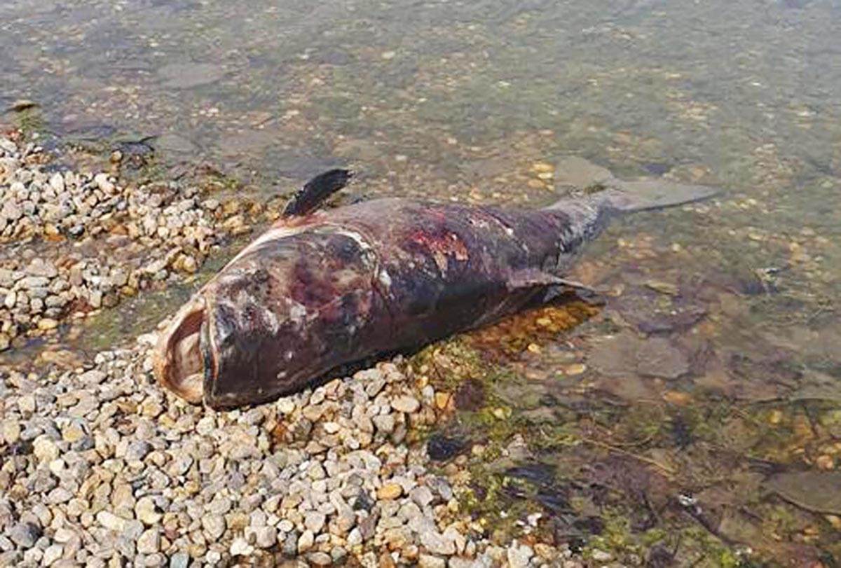 Ada Ciganlija (4).jpg