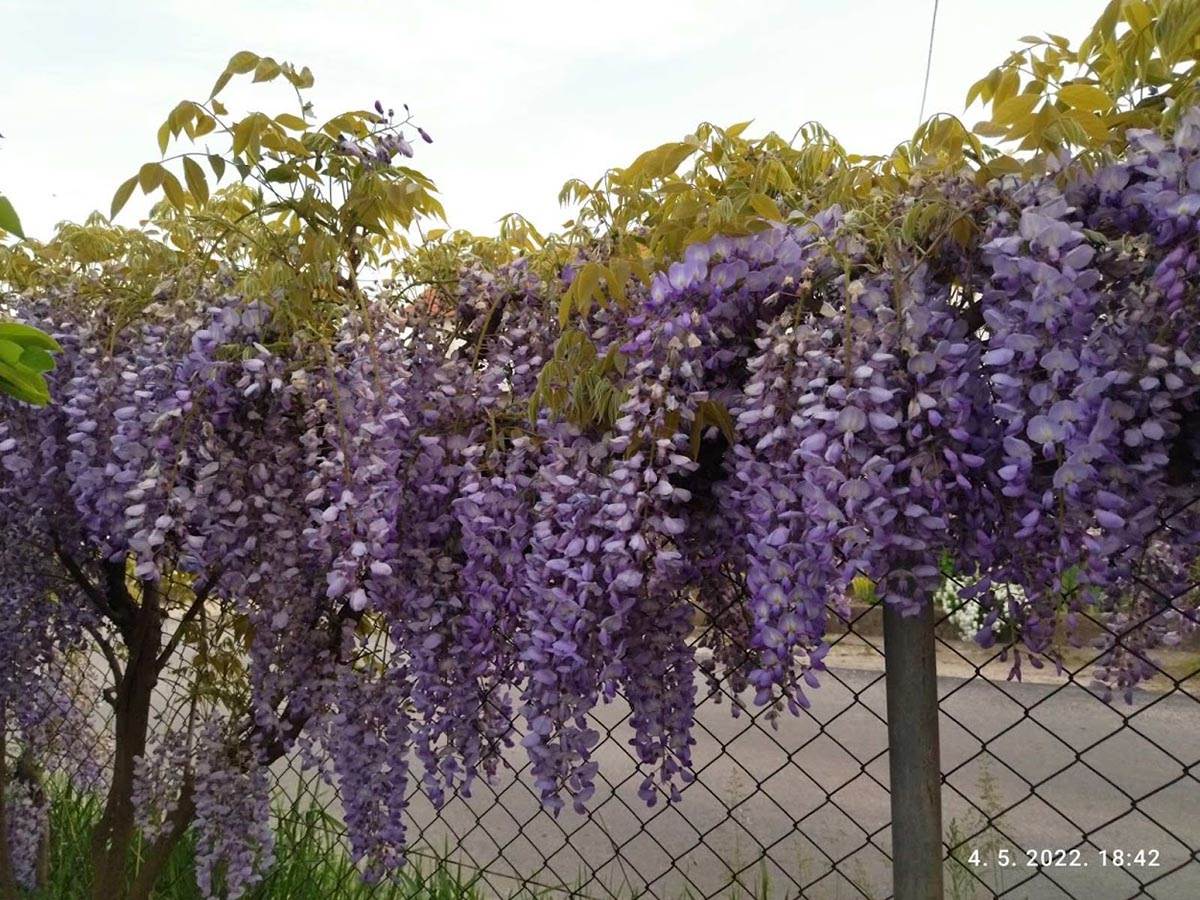 radmila i radiša andrejić (5).jpg