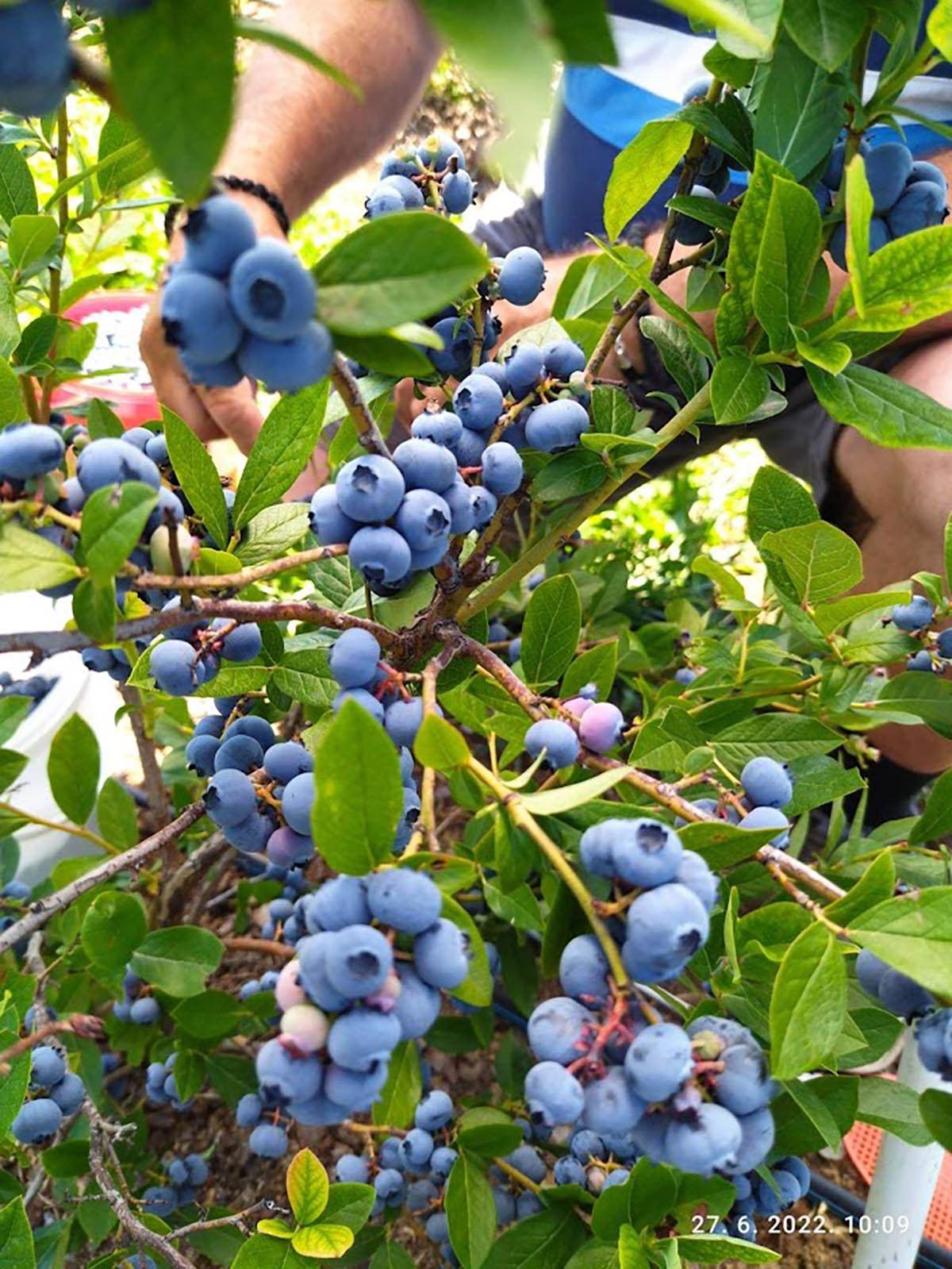 radmila i radiša andrejić (4).jpg