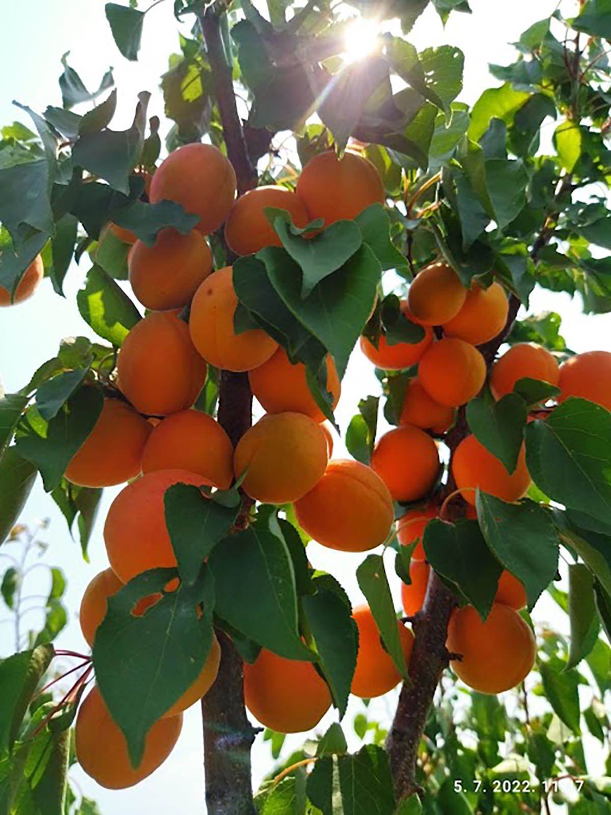 radmila i radiša andrejić (2).jpg