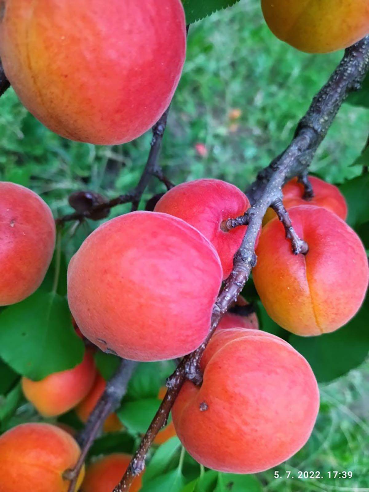 radmila i radiša andrejić (1).jpg