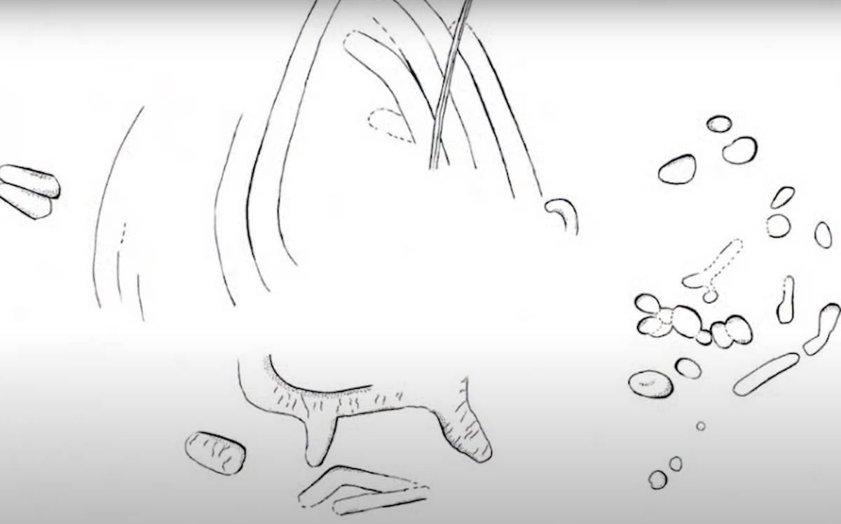 crteži neandertalaca u francuskoj pećini stari 75000 godina 3.png