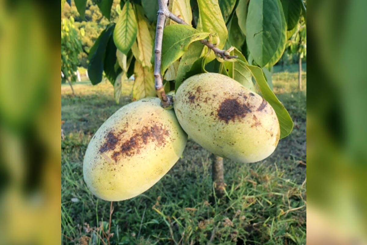 PLANTAŽA OVOG VOĆA U EVROPI  (5).jpg