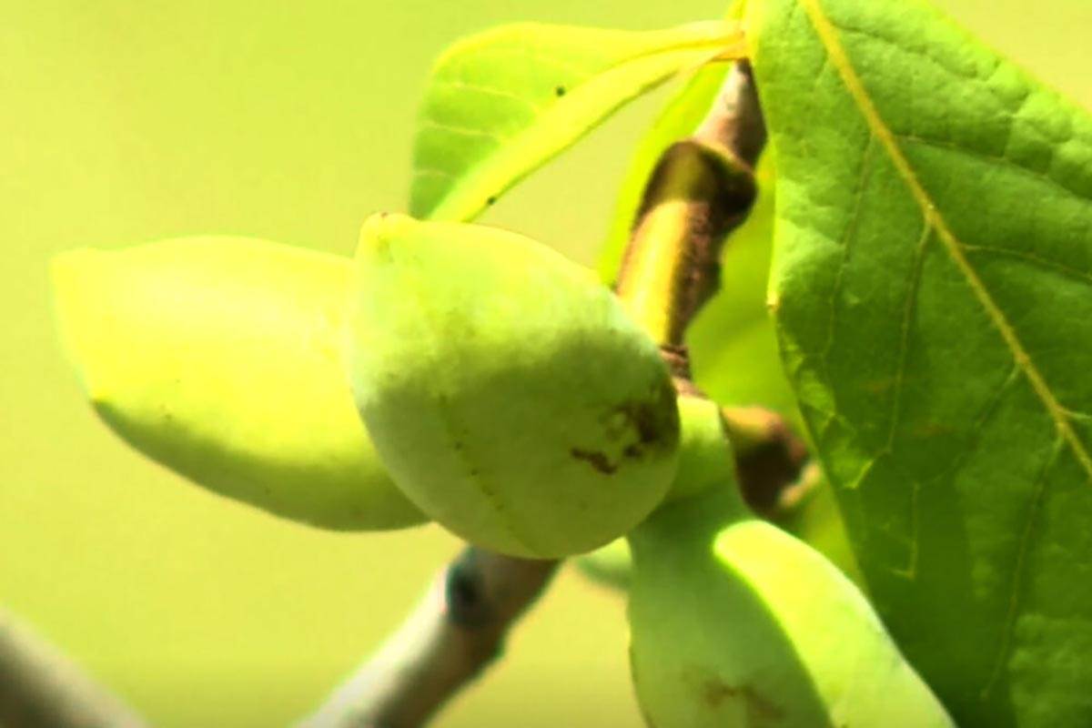 PLANTAŽA OVOG VOĆA U EVROPI  (6).jpg