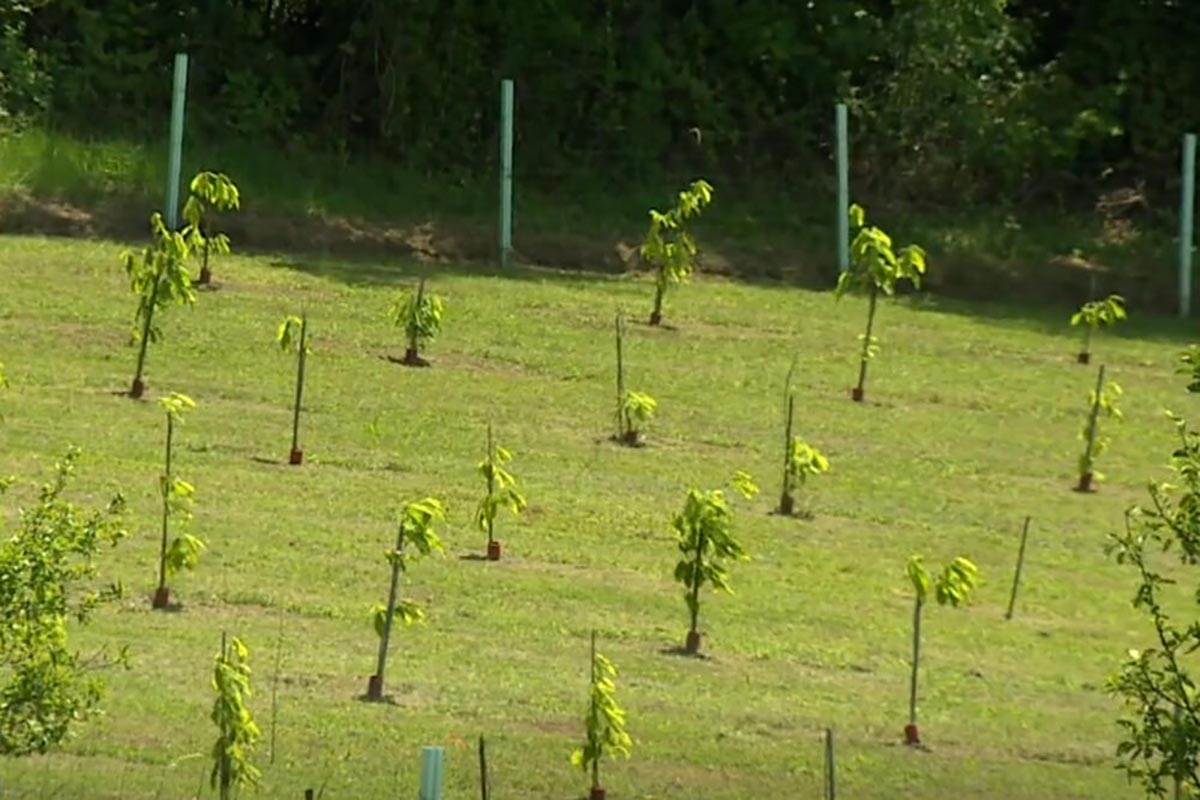 PLANTAŽA OVOG VOĆA U EVROPI  (1).jpg