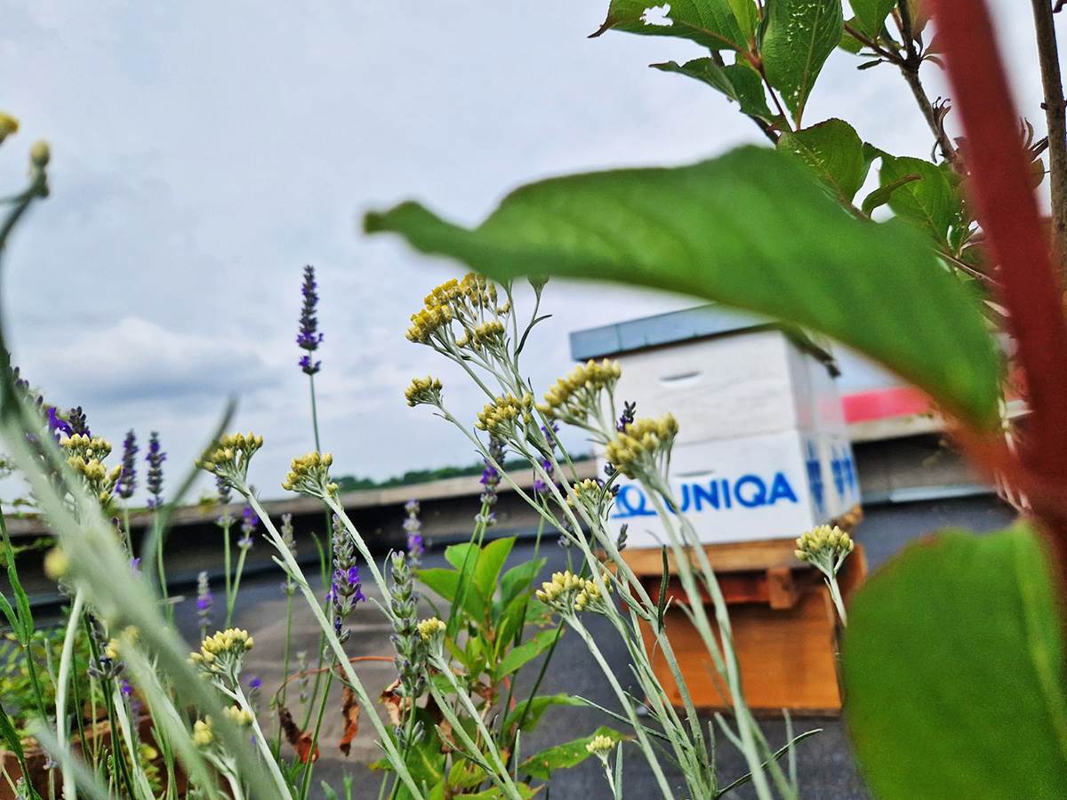 UNIQA hotel za pcele 2.jpg