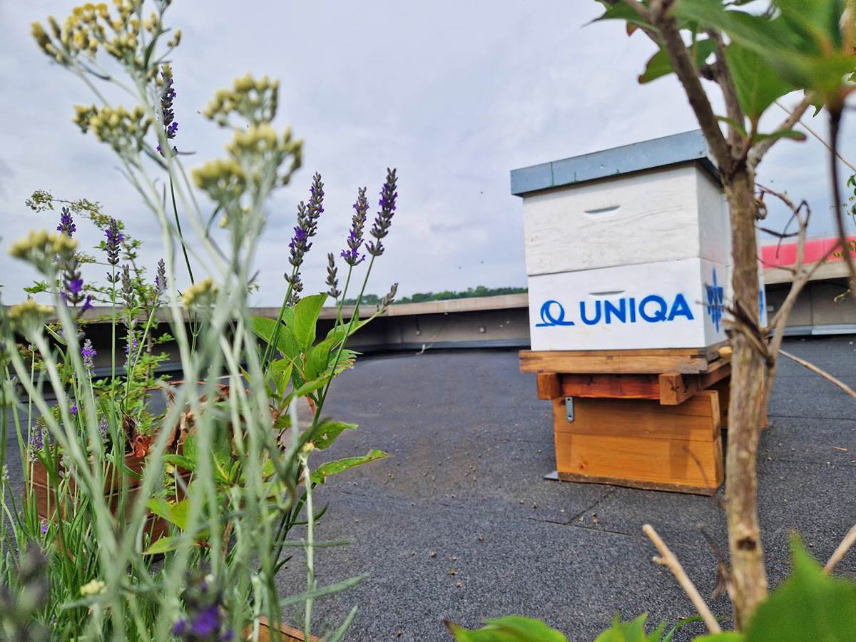 UNIQA hotel za pcele 3.jpg